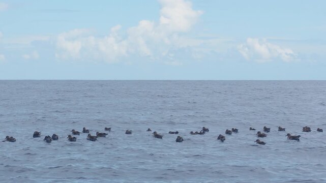 Group of Cory's shearwaters resting and rafting on the water surface with a clear blue sky on the horizon