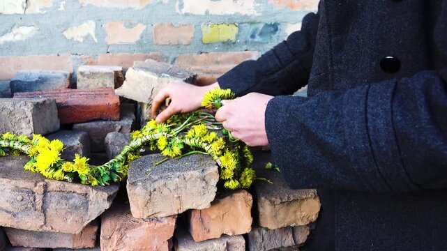 Young woman makes a wreath of yellow dandelion flowers.