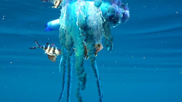Stunning split shot showing a Portuguese man o' war and symbiotic juvenile fish hiding behind venomous tentacles.