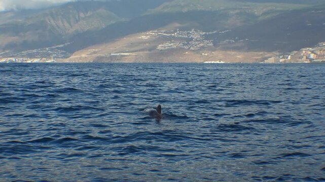 Short-finned pilot whale swimming near the surface in the south of Tenerife with coastal mountains in the background