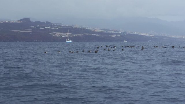 Large group of Cory's shearwaters rafting and resting on the water surface with a sailboat and coastline in the background.
