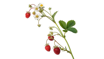 Bunch of fresh red gooseberries branch organic summer berries harvest on transparent background © golos-png