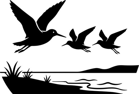 black sandpiper flying in the air with babies
