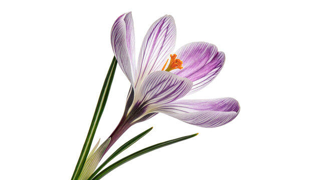 Beautiful purple crocus flower blossom spring botany floral element on transparent background