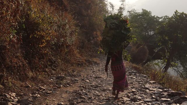 Raw video footage of a rural Indian woman walking on a village stone road in Uttarakhand India carrying green fodder and showcasing countryside lifestyle.