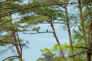 Fototapeta premium Crow Perching on Pine Branch Among Fresh Green Trees Against Blue Sky