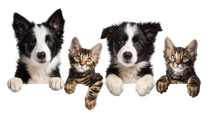 Two Border Collie puppies and two tabby kittens peeking over a ledge © Peregrine
