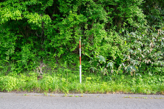 Red and White Road Marker Pole Against Dense Green Roadside Vegetation