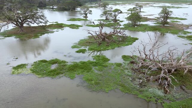 Sri Lanka Tissa Lake Drone