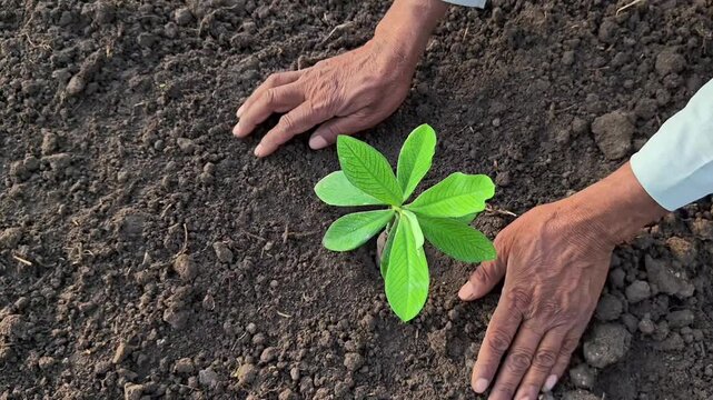 Farmer planting young sapling in fertile soil. World environment day concept