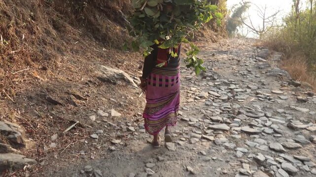 Raw video footage of a rural Indian woman walking on a village stone road in Uttarakhand India carrying green fodder and showcasing countryside lifestyle.