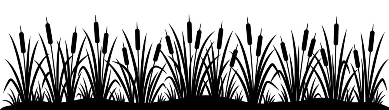 Cattail reed grass border silhouette