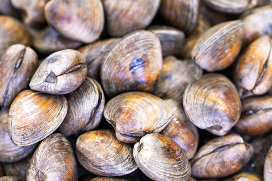 Bivalve shell texture. Bivalve pile closeup. Raw bivalve shellfish. Fresh bivalve seafood.