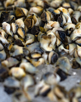 Conch meat pile closeup. Conch seafood texture. Raw conch meat pieces. Fresh conch shellfish pile.