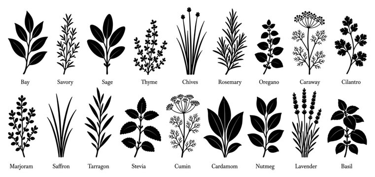 Culinary herb silhouette set with basil rosemary thyme sage bay leaf