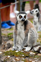 Fototapeta premium Ein Lemur in Nahaufnahme mit einem weiteren im Hintergrund (unscharf)