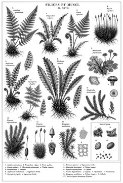 Botanical fern and moss chart set with vintage engraving plant leaf