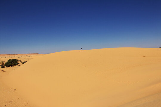 Nature of the oasis in the Sahara desert, Mauritania, West Africa