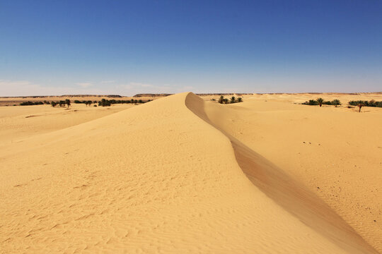 Nature of the oasis in the Sahara desert, Mauritania, West Africa