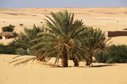 Nature of the oasis in the Sahara desert, Mauritania, West Africa