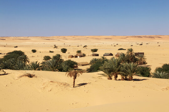 Nature of the oasis in the Sahara desert, Mauritania, West Africa