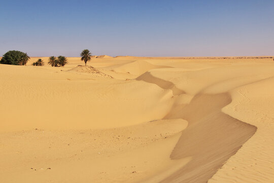 Nature of the oasis in the Sahara desert, Mauritania, West Africa