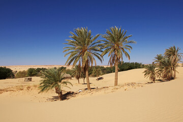 Fototapeta premium Nature of the oasis in the Sahara desert, Mauritania, West Africa