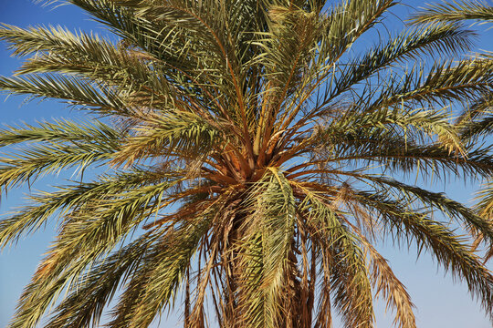 Nature of the oasis in the Sahara desert, Mauritania, West Africa