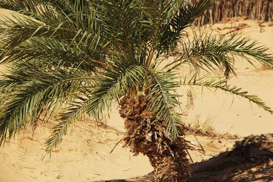 Nature of the oasis in the Sahara desert, Mauritania, West Africa