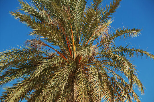 Nature of the oasis in the Sahara desert, Mauritania, West Africa