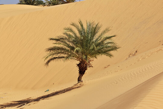 Nature of the oasis in the Sahara desert, Mauritania, West Africa