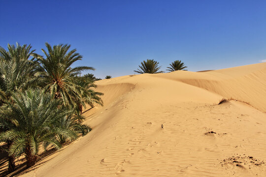 Nature of the oasis in the Sahara desert, Mauritania, West Africa