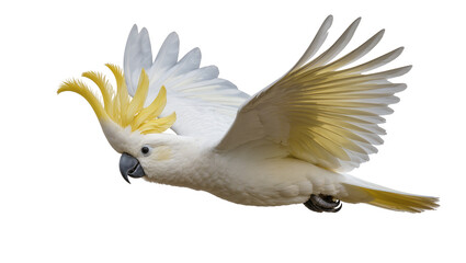 Sulphur-crested cockatoo in flight with yellow crest raised © Alaric