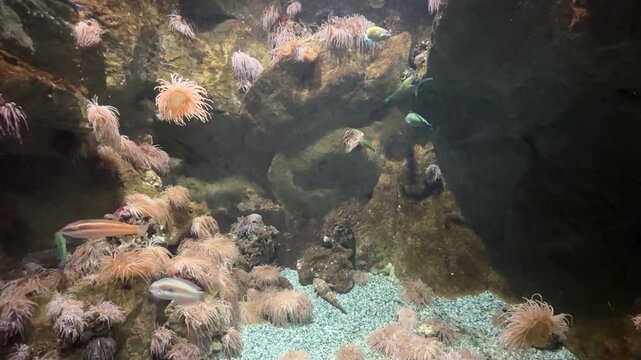 Pesci e anemoni di mare in acquario