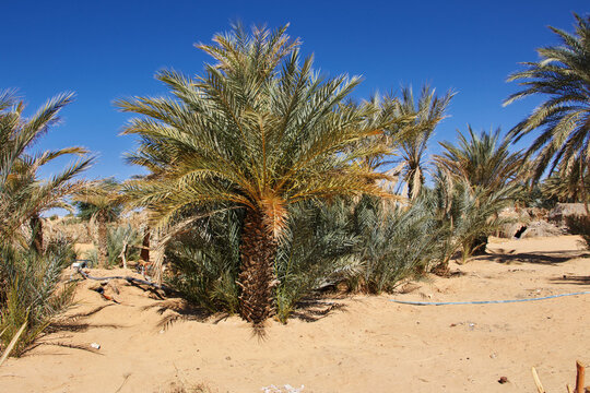 Small village of Tawareg in Sahara desert, Mauritania, West Africa