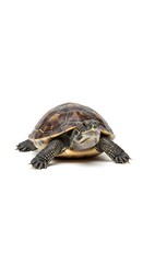 Obraz premium Small Brown Turtle Resting on Clean White Studio Background