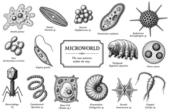 Microscopic microorganism and bacterium tardigrade amoeba cell
