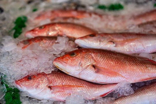 Red snapper on ice. Red snapper fish texture. Fresh Red snapper scales. Raw Red snapper closeup.