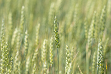 Obraz premium Wheat field shows soft green background. Wheat field supports natural farming landscape. Fresh wheat field grows in spring. Organic wheat field fits rural agriculture.