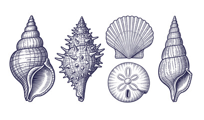 Hand drawn vintage collection of seashells and sand dollar specimens, detailed marine engraving illustration © Otpirus