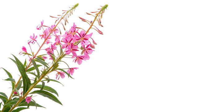Branch of pink fireweed flowers chamaenerion angustifolium willowherb close up isolated on transparent background cut out