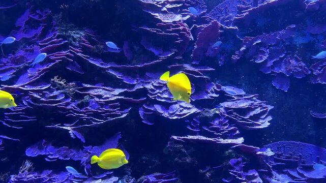 Pesci di mare in acquario marino