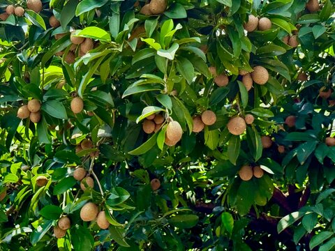 Sapodilla fruits (Manilkara zapote) on tree