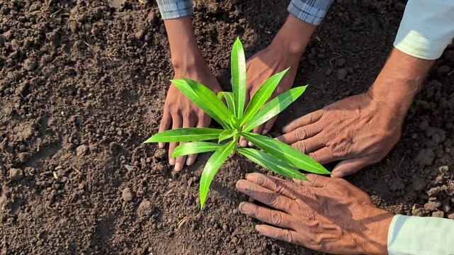 Grandfather and grandson planting a young sapling together. Environmental conservation and family legacy concept
