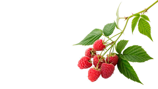 Bunch of fresh organic red raspberries on branch with green leaves on transparent background