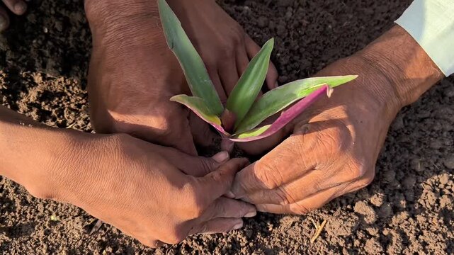 Grandfather and grandson planting a young sapling together. Environmental conservation and family legacy concept