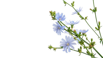 Branch of blue blooming chicory flowers cichorium intybus wild herbal plant isolated on transparent background © Arina