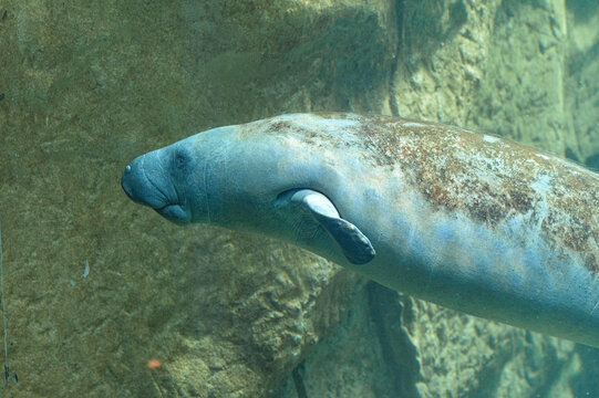 Lamantin des Cara&iuml;bes