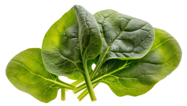 Fresh green spinach leaves with visible veins