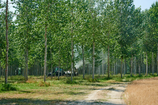 diserbanti